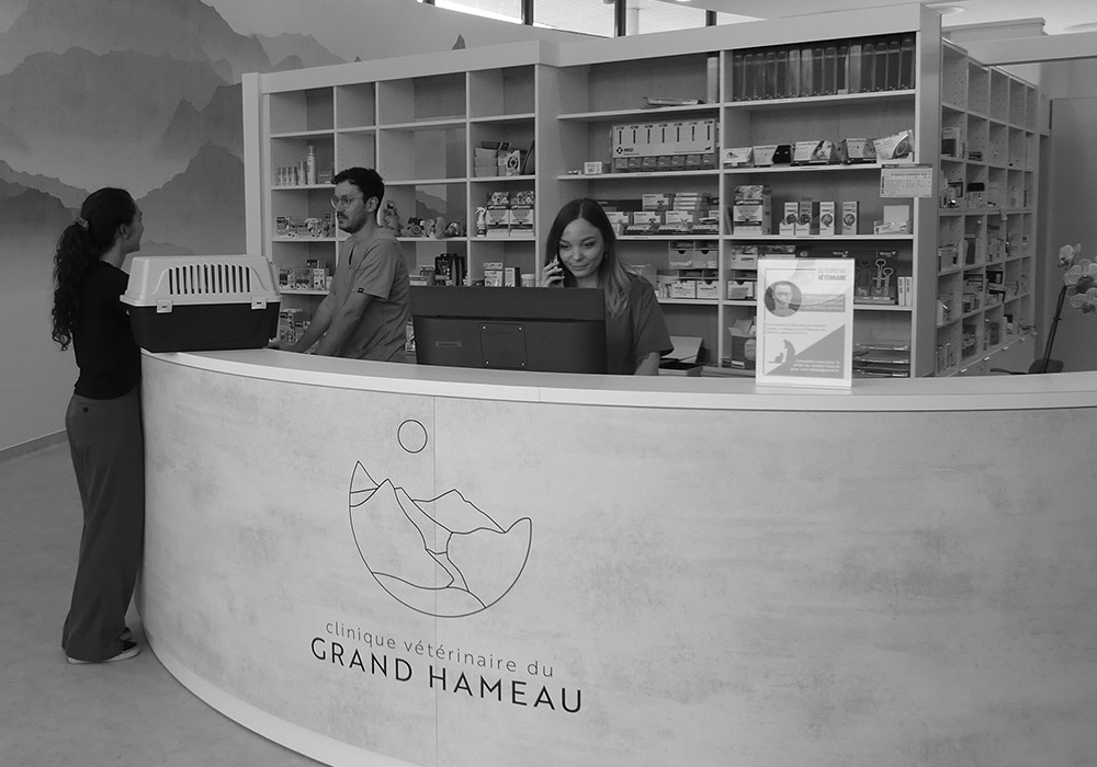 accueil clinique veterinaire du grand hameau