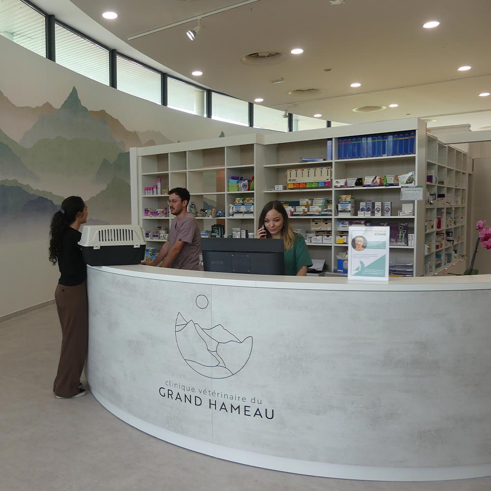 accueil clinique veterinaire du grand hameau