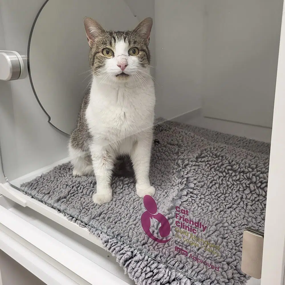 chatterie clinique veterinaire du grand hameau