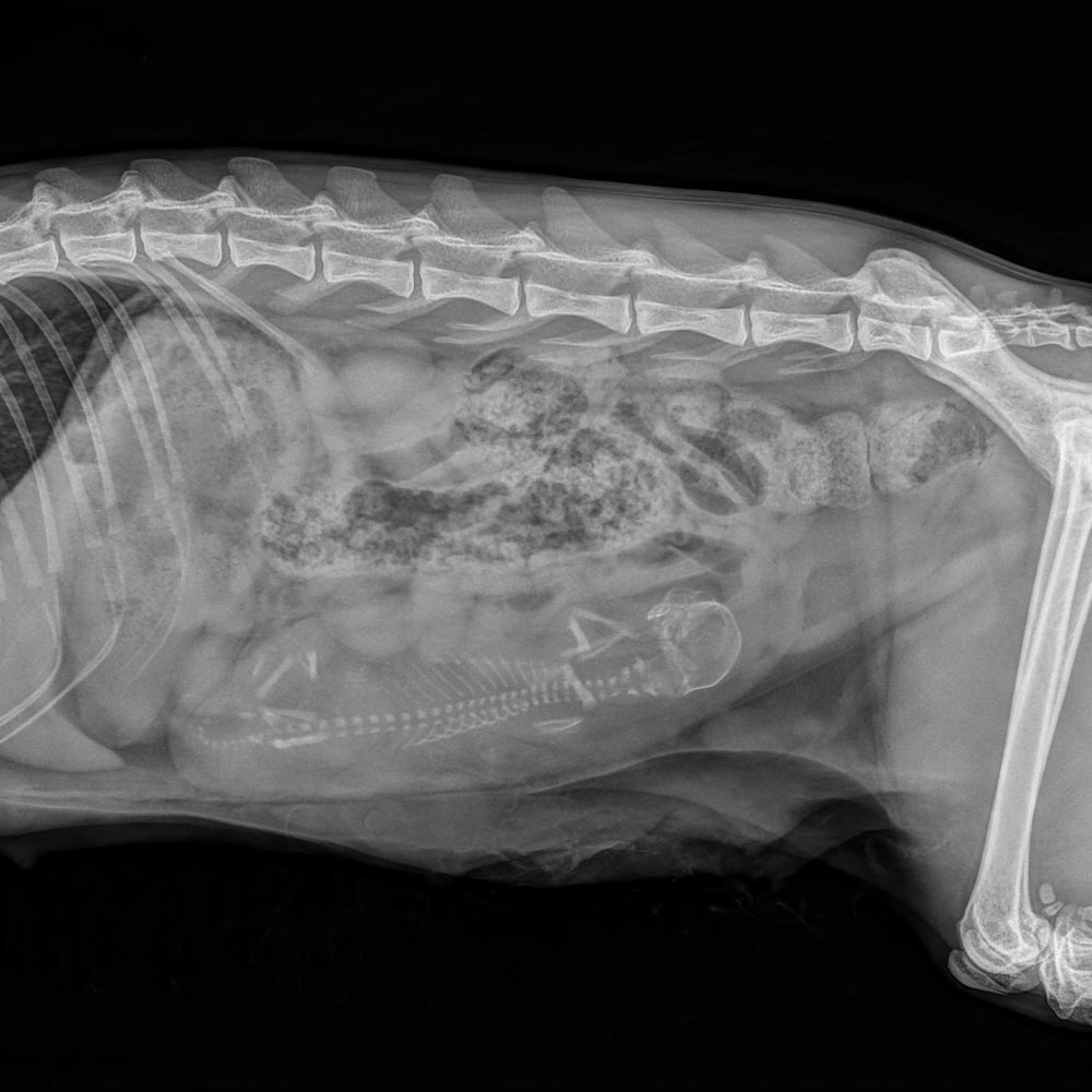radio chatte gestation clinique veterinaire du grand hameau