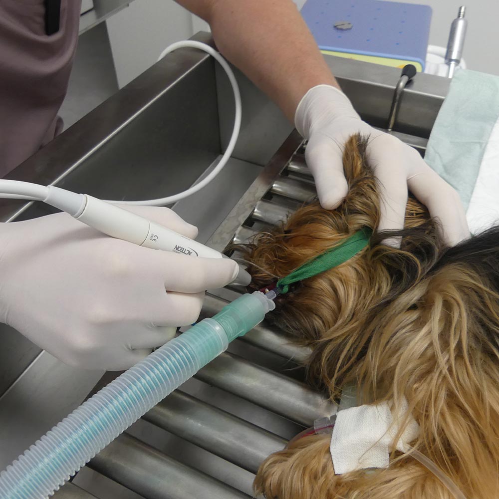 soins dentaires clinique veterinaire du grand hameau